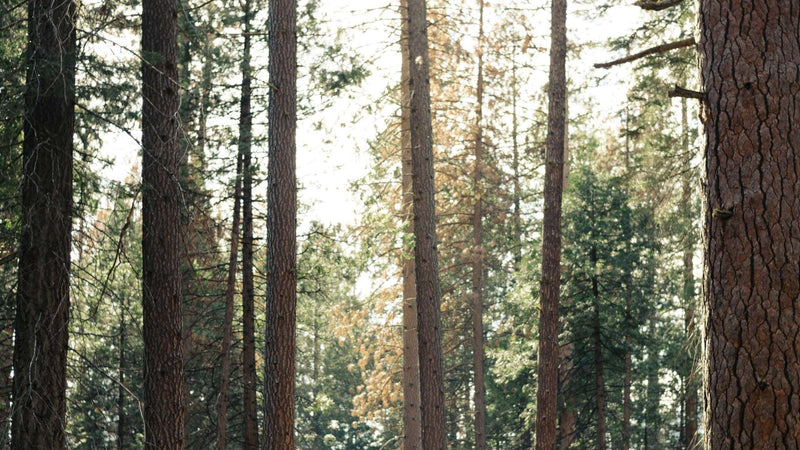 Forest view representing commitment to sustainability and eco-friendly practices.