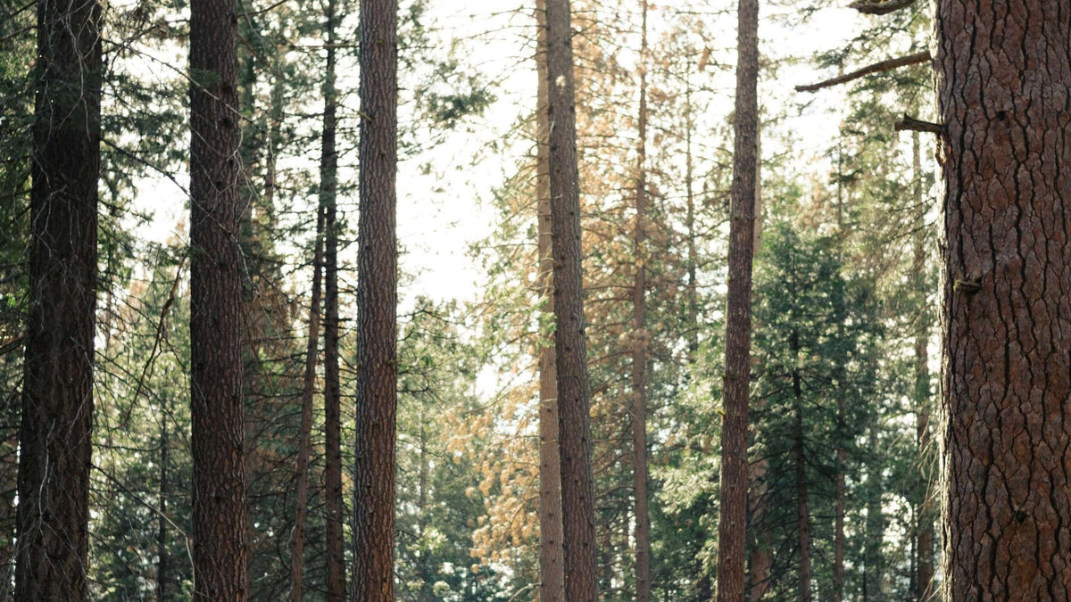 Forest view representing commitment to sustainability and eco-friendly practices.